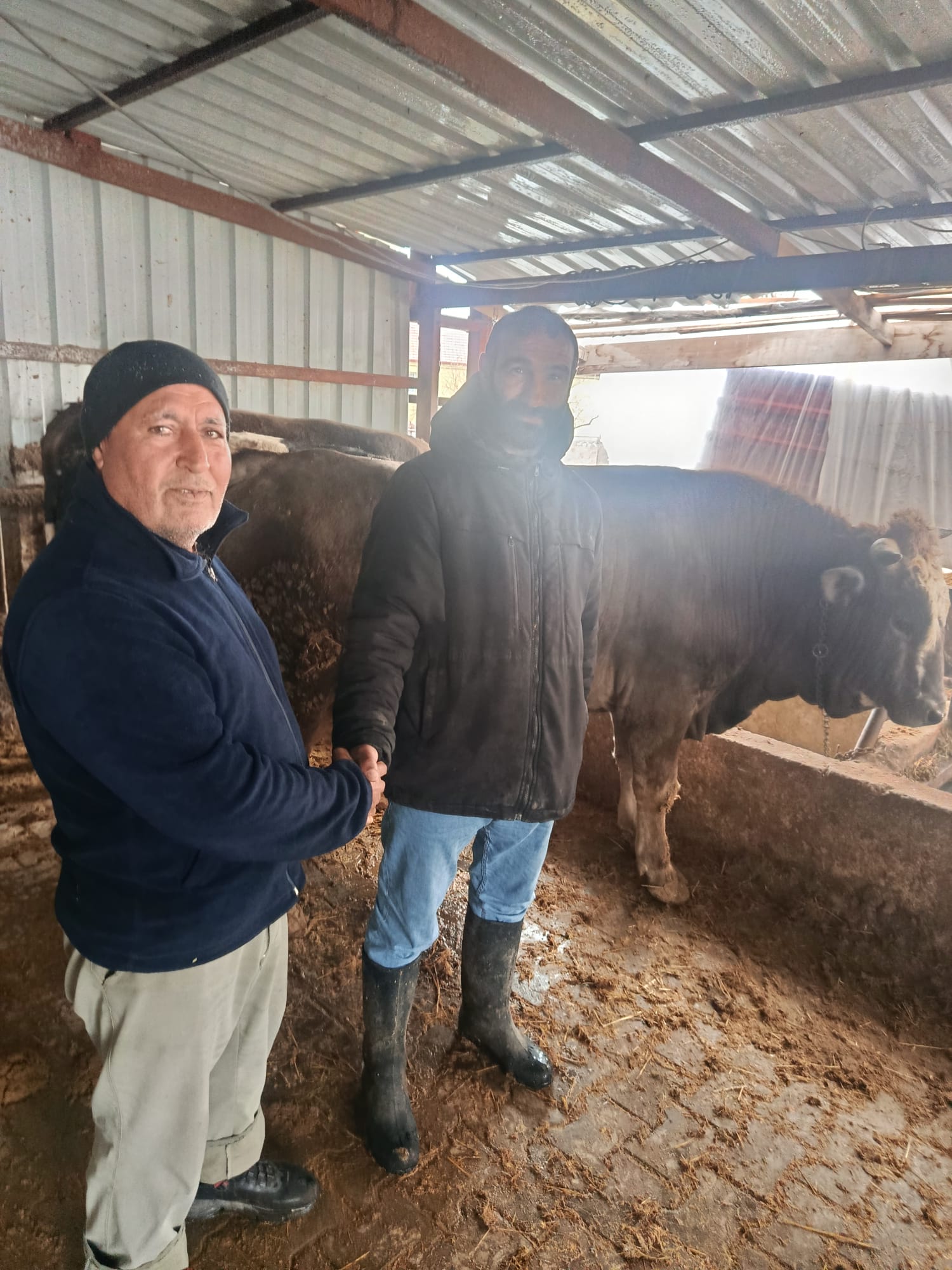 Sağdıç Besicilik Pazarlık